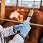 Veterinary Services Haryana