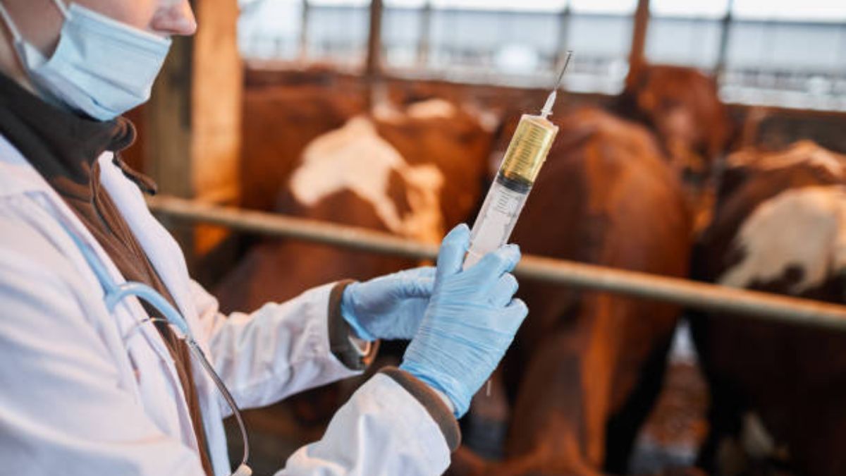 Veterinary Services Haryana